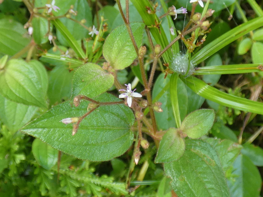 Aciotis polystachya