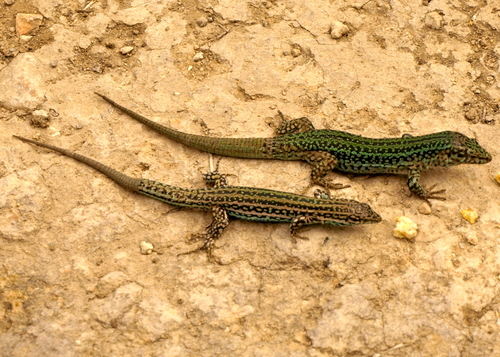 Ibiza Wall Lizard