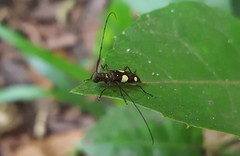 Sporetus inexpectatus