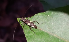 Sporetus inexpectatus