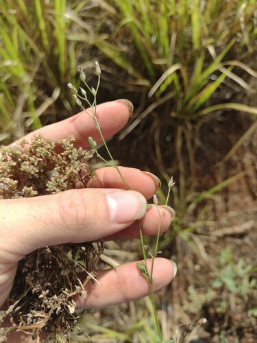 Cyanthillium cinereum observed 2023-06-19
