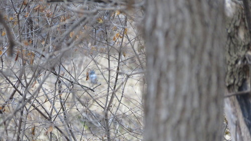 Belted Kingfisher photographed in Iowa
