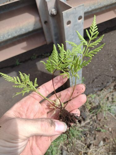 Pteris tremula observed 2023-06-19