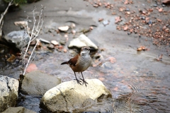 Cinclodes atacamensis