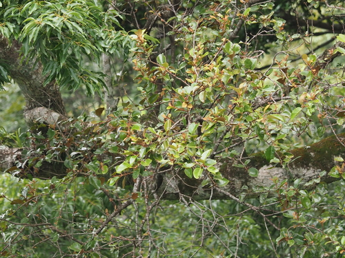 Taxillus sutchuenensis observed 2023-06-17