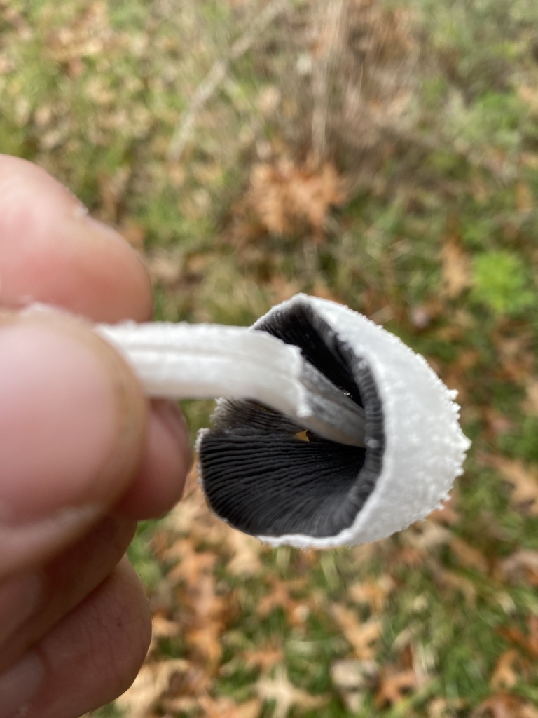 Coprinopsis nivea · June 2023 · photo: © carancho (iNaturalist, cc-by)