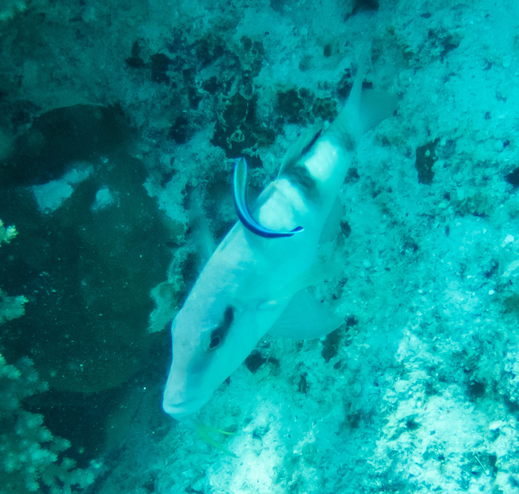 Banded Goatfish