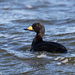 Black Scoter - Photo (c) Greg Lasley, some rights reserved (CC BY-NC), uploaded by Greg Lasley