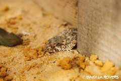 Tarentola chazaliae