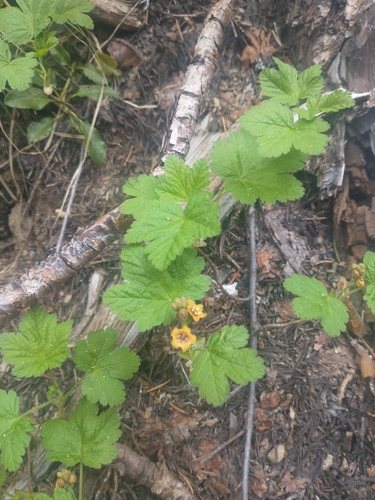 Crater Lake currant (Ribes erythrocarpum)
