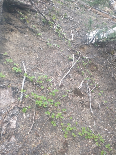 Image of Ribes erythrocarpum by no rights reserved