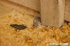 Tarentola chazaliae