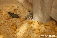 Tarentola chazaliae