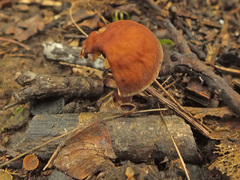 Calocybe onychina
