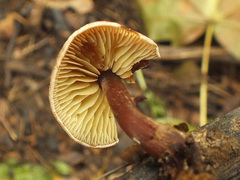 Calocybe onychina