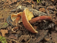 Calocybe onychina