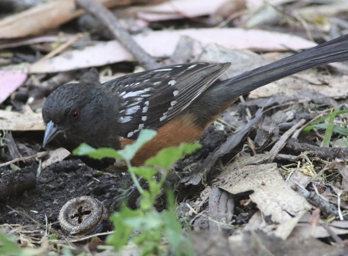 San Diego Spotted Towhee