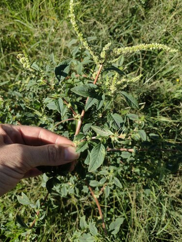 Amaranthus spinosus observed 2023-06-19