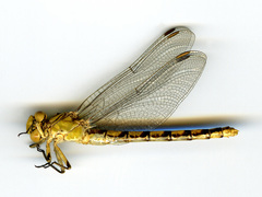 Ophiogomphus occidentis