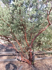 Arctostaphylos pungens