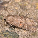 Spodoptera exigua - Photo (c) Paolo Mazzei, μερικά δικαιώματα διατηρούνται (CC BY-NC), uploaded by Paolo Mazzei