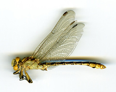 Ophiogomphus occidentis