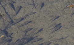 Fundulus parvipinnis