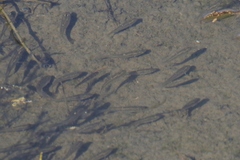 Fundulus parvipinnis