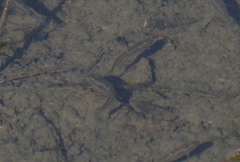 Fundulus parvipinnis