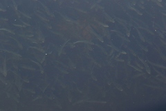 Atherinops affinis