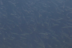 Atherinops affinis