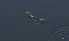 Atherinops affinis
