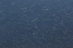 Atherinops affinis