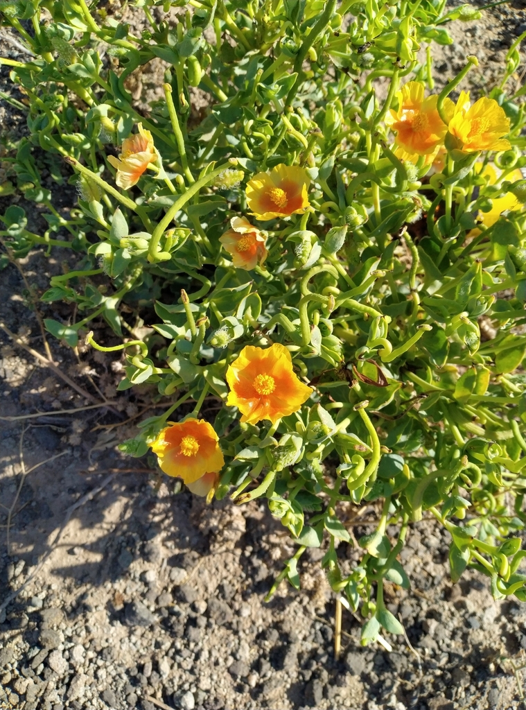 Glaucium contortuplicatum