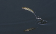 Atherinops affinis