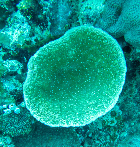 Podabacia crustacea observed 2023-06-24