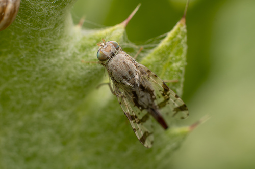 Tephritis postica (Loew, 1844)