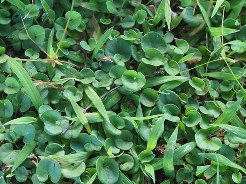 Dichondra micrantha observed 2023-06-20