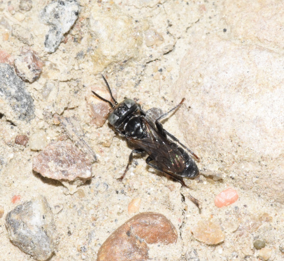 Pisonopsis triangularis