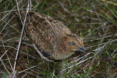 Little Buttonquail photo 4