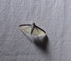 Cydalima laticostalis