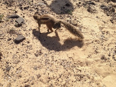 Atlantoxerus getulus