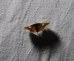 Thyrididae