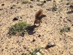 Atlantoxerus getulus