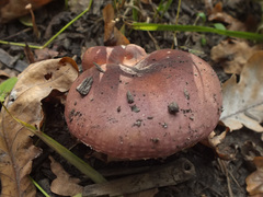 Russula atropurpurea