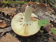 Russula atropurpurea