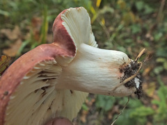 Russula atropurpurea