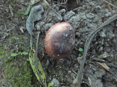 Russula atropurpurea