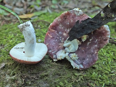 Russula atropurpurea