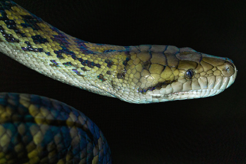 Australian Scrub Python sighting